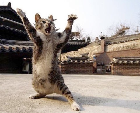 Funny Cat Pics.