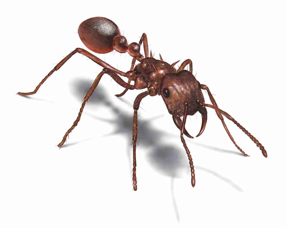 Keep Ants At Bay
