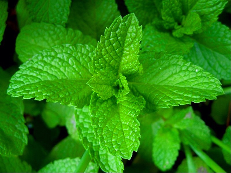 3 mint leaves 
