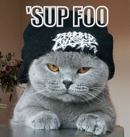 Funny Cat Pics.