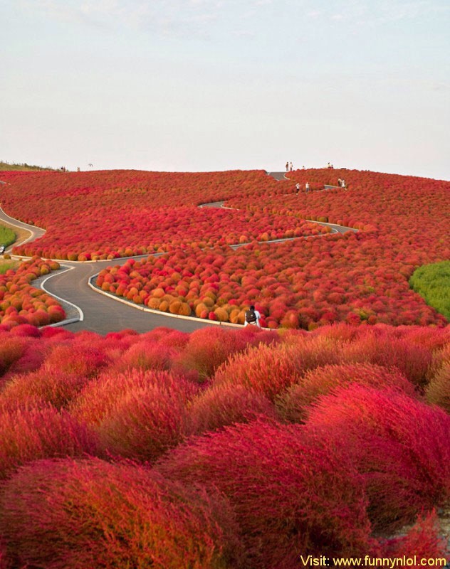 Hitachi Seaside Park, Japan