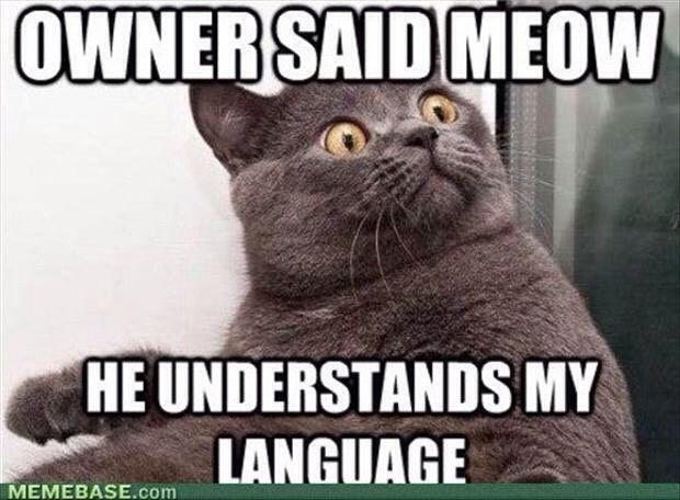 Funny Cat Pics.