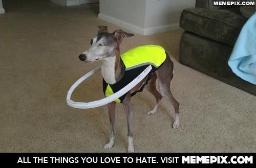 40. 
This owner invented a loop suit to keep her blind pincher from running into things around the house!