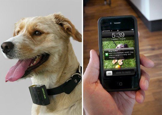 26. The Dog Caller
Made of a SIM card, a thermistor, a few LEDs and a coded chip, the Dog Caller operates like a cellphone without a keypad or screen. When the collar hits 26.5 degrees, the device will alert your phone via text message.
$20.00