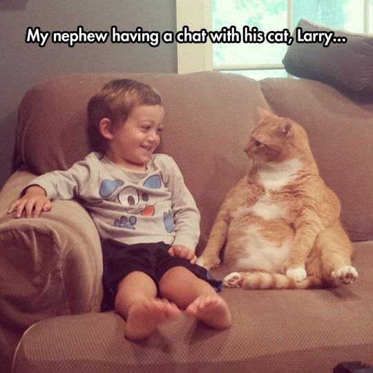 Funny Cat Pictures Part 2