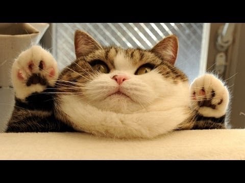 Funny Cat Pics.