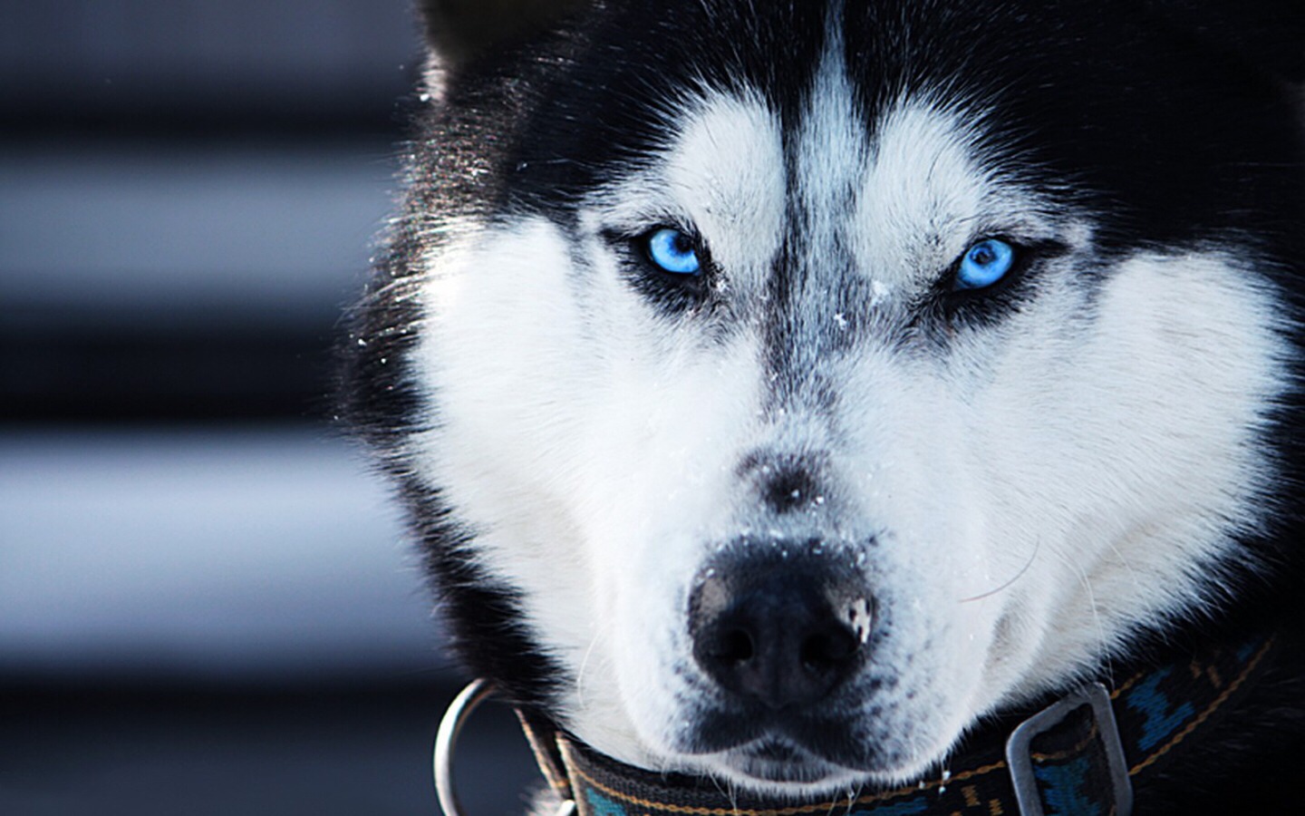 When your dog gets out don't chase it, just lie down and pretend your hurt  they will come back to see if your okay.