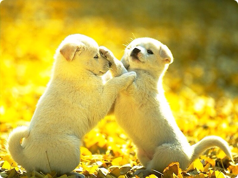 Massage into your dog’s skin to help with dandruff.
Add a spoonful to your dog’s food to help with arthritis, or other joint/ligament problems, digestion issues, and weight control.