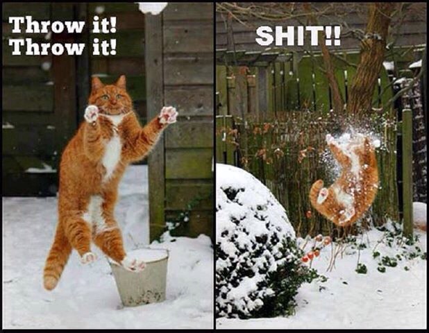 Funny Cat Pics.