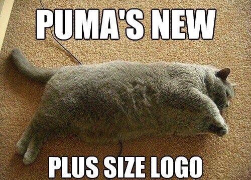 Funny Cat Pictures Part 2