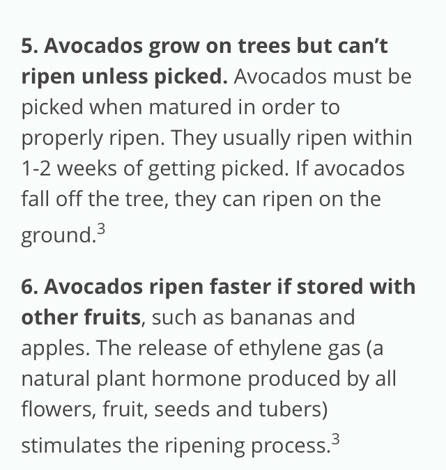 "15 THINGS YOU DIDN'T KNOW ABOUT AVOCADOS"