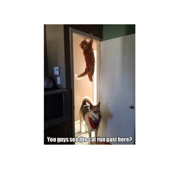 Funny Cat Pictures Part 2