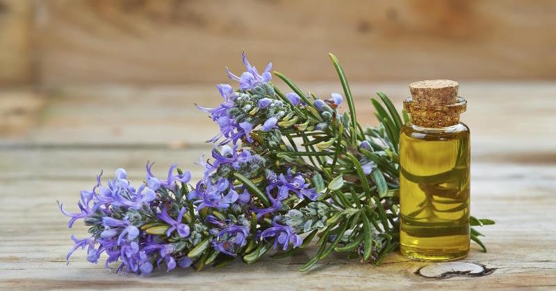 Rosemary Essential Oil is another great oil for natural toning due to its astringent properties. It helps the skin look and feel firm and supple. It also prevents wrinkles, helps remove toxins from your body, and gives your skin a lovely glow.