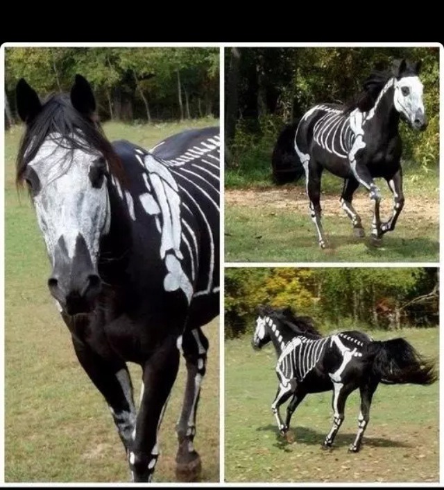 Cute And Cool  Halloween Makeup And Costumes For Everyone Even Pets