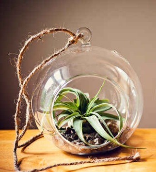 DIY Terrarium 
http://cieradesign.com/2012/08/03/diy-air-plant-globe-terrarium-tutorial/