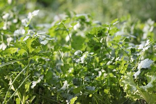 5. Cilantro
It helps detoxify the liver and prevent breakouts, illness, and weight gain. One of the largest sources of chlorophyll, cilantro helps combat acidity in the body, induces cleansing, promotes healing, and fights low blood sugar. Cilantro is also tasty.