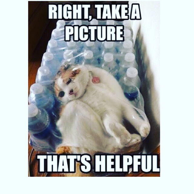 Funny Cat Pictures Part 2