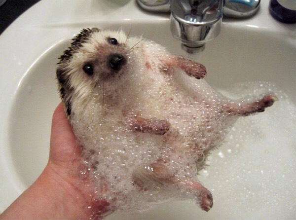 Grooming - 
Make sure when you bathe your hedgehog it's in room temp. water. You can use an old toothbrush to comb over their quills just be gentle. They also need to maintain trimmed nails which means when they get too long you need to clip them. This can be done with human nail clippers. 