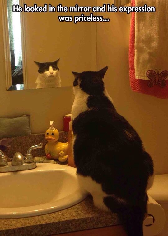 Funny Cat Pictures Part 2