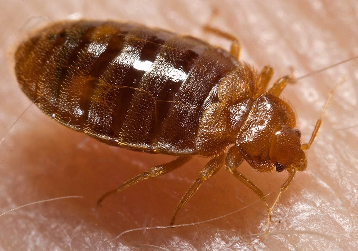 I mean yuck! You don't want that in your bed!