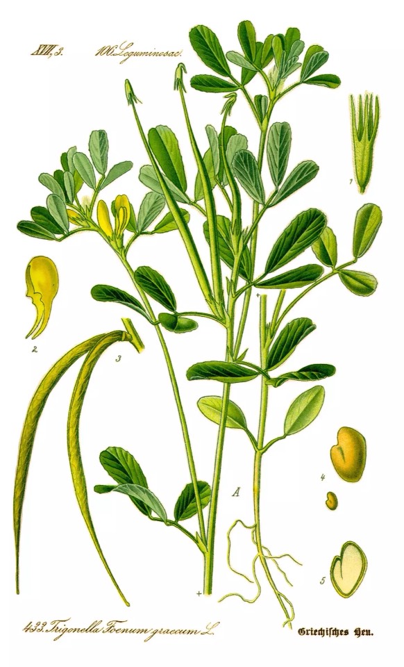 Fenugreek 