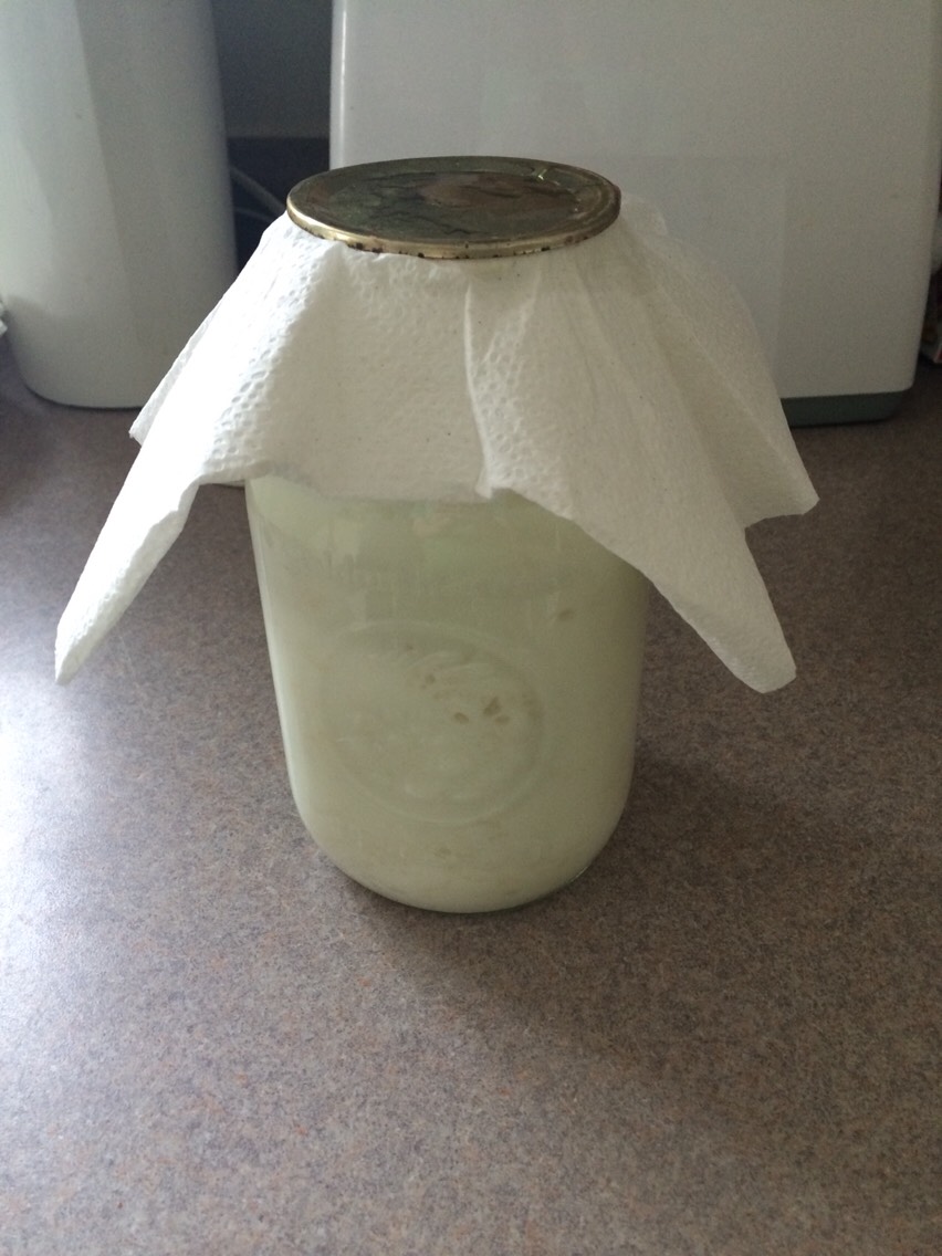 Step 5: Take your Kefir mushrooms from wherever you stored them after they have finished fermenting and remove the cover from the top. 