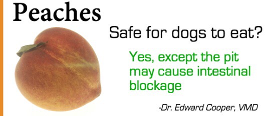 Safely Sharing Fruit With Your Dog