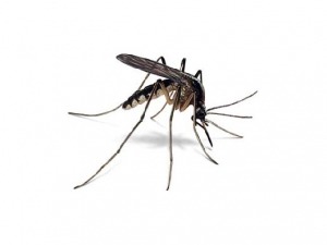 Do you have a super itchy mosquito bite?!? Try covering the bite in clear nail polish!