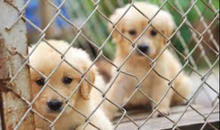 Volunteer - You can volunteer almost anywhere. Animal shelter, soup kitchen, hospital, church, etc. It can do you some good getting work experience. You can put that on resumes for a job later. 