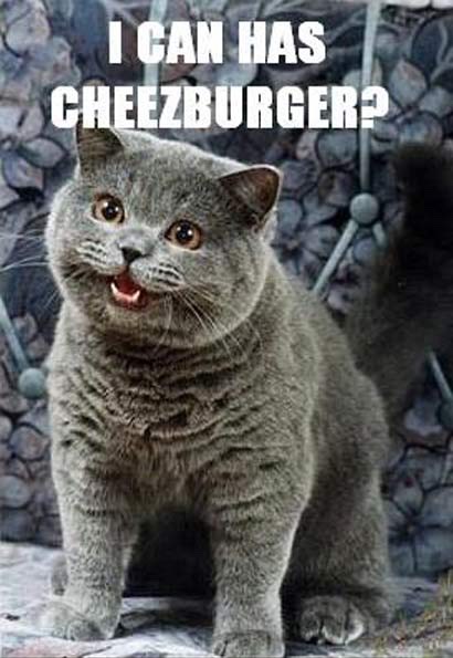 Funny Cat Pictures Part 2