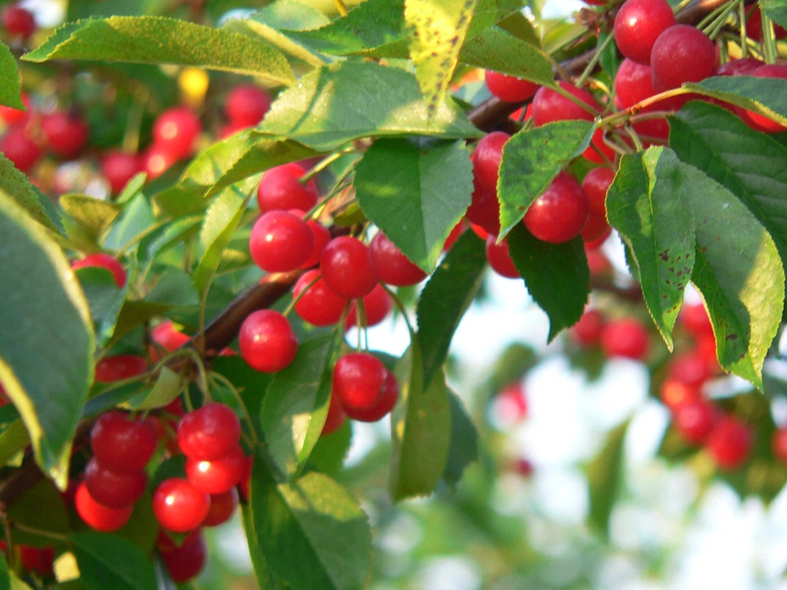 A headache or inflammatory pain can be reduced by eating twenty tart cherries.