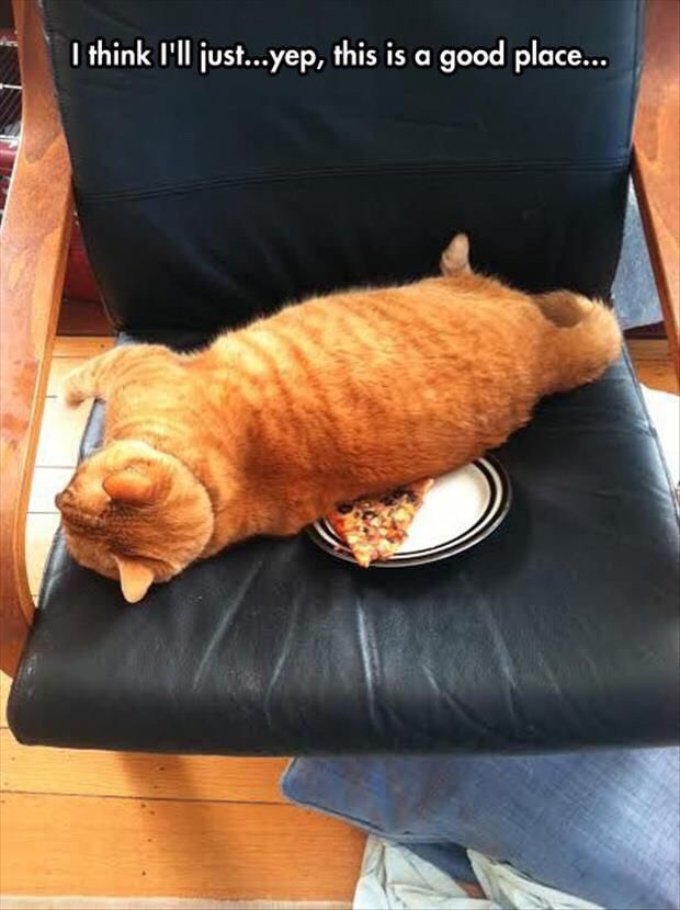 Funny Cat Pictures Part 2