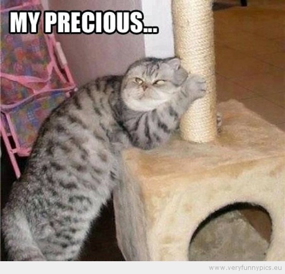 Funny Cat Pics.