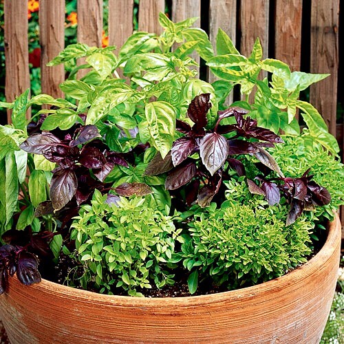 Benefits Of Basil Leaf Tea!!
