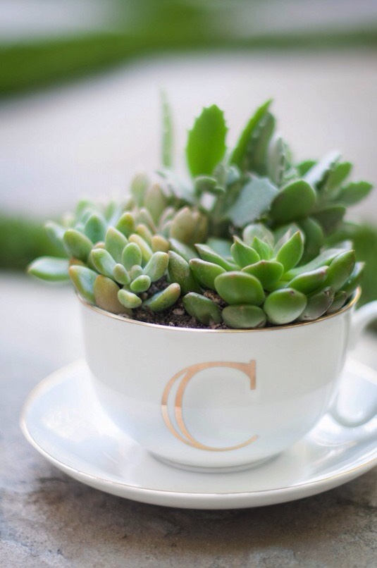 32. Succulents In A Tea Cup
Succulents are my favorite plants, and they are really easy to take care of. Place a few in a tea cup for a charming gift idea! You could even easily customize the cup with oil-based Sharpies to make it more personalized.