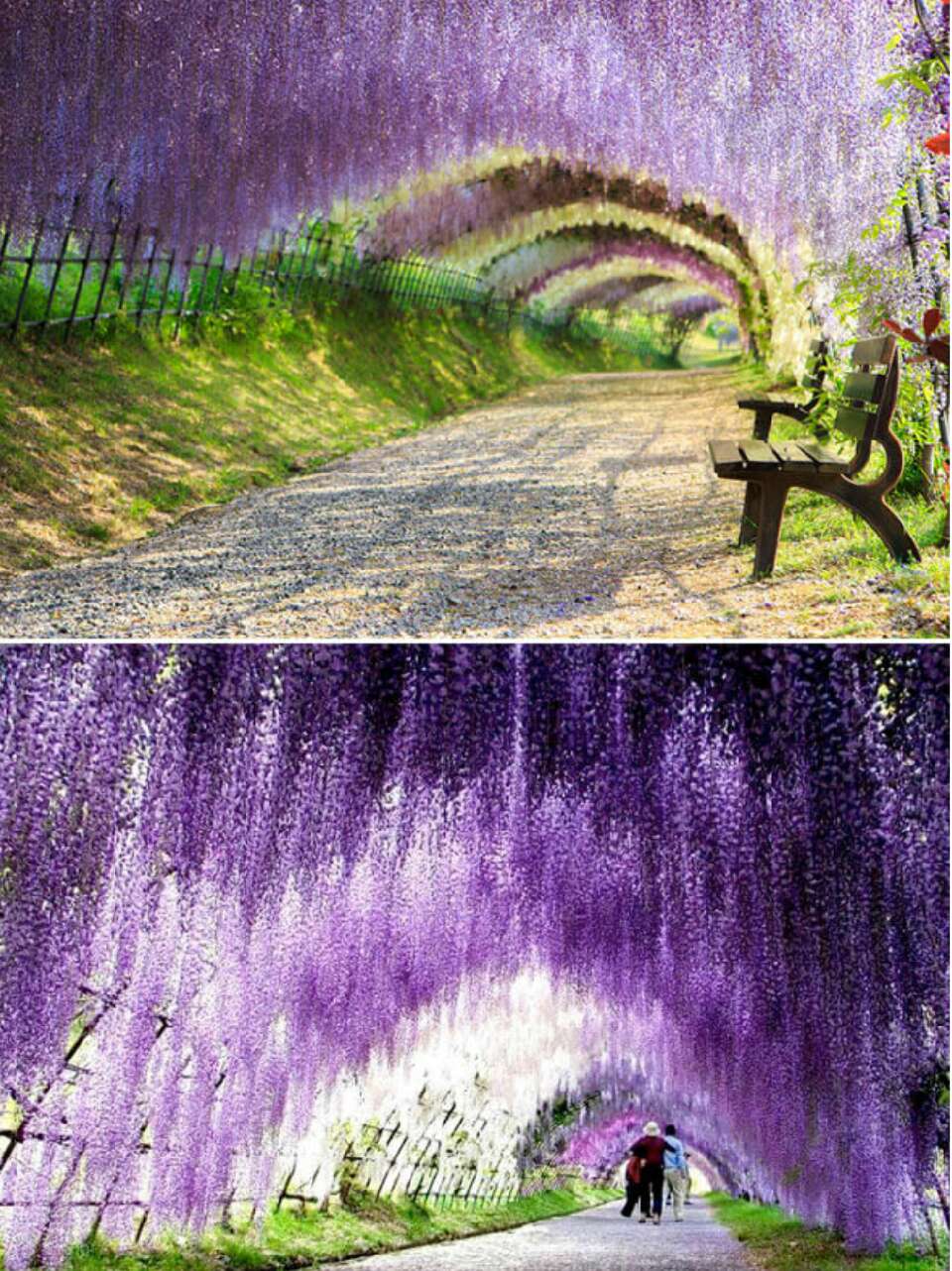 Wisteria Tunnel, Japan