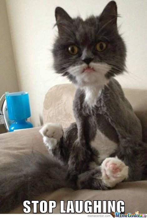 Funny Cat Pics.