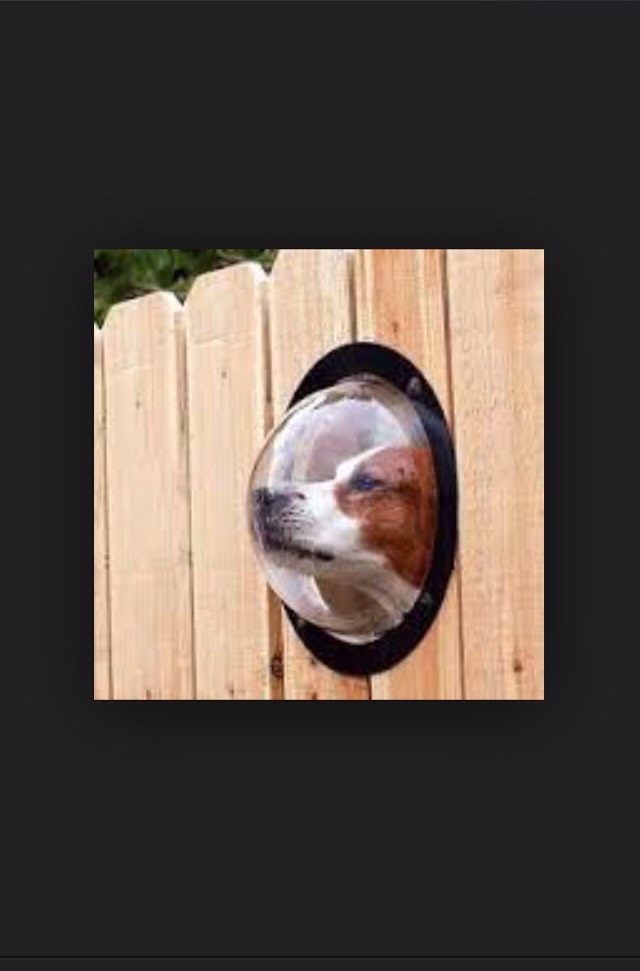 Yay now the dog can see and he won't be barking all the time wondering what's in the neighbors yard!!