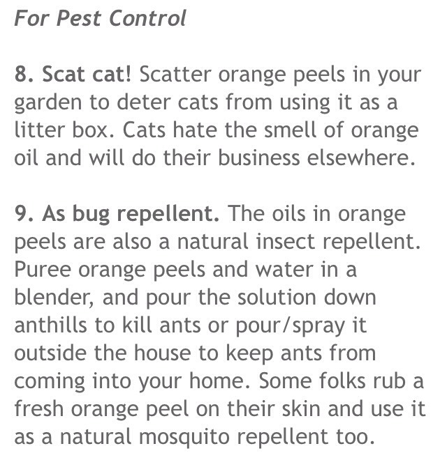 🍊🔟 Ways To Reuse Orange Peels!🍊
