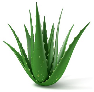 Aloe gel
Not only is the aloe soothing, it works as an anti-inflammatory, decreasing redness and swelling. It also has antibacterial properties.