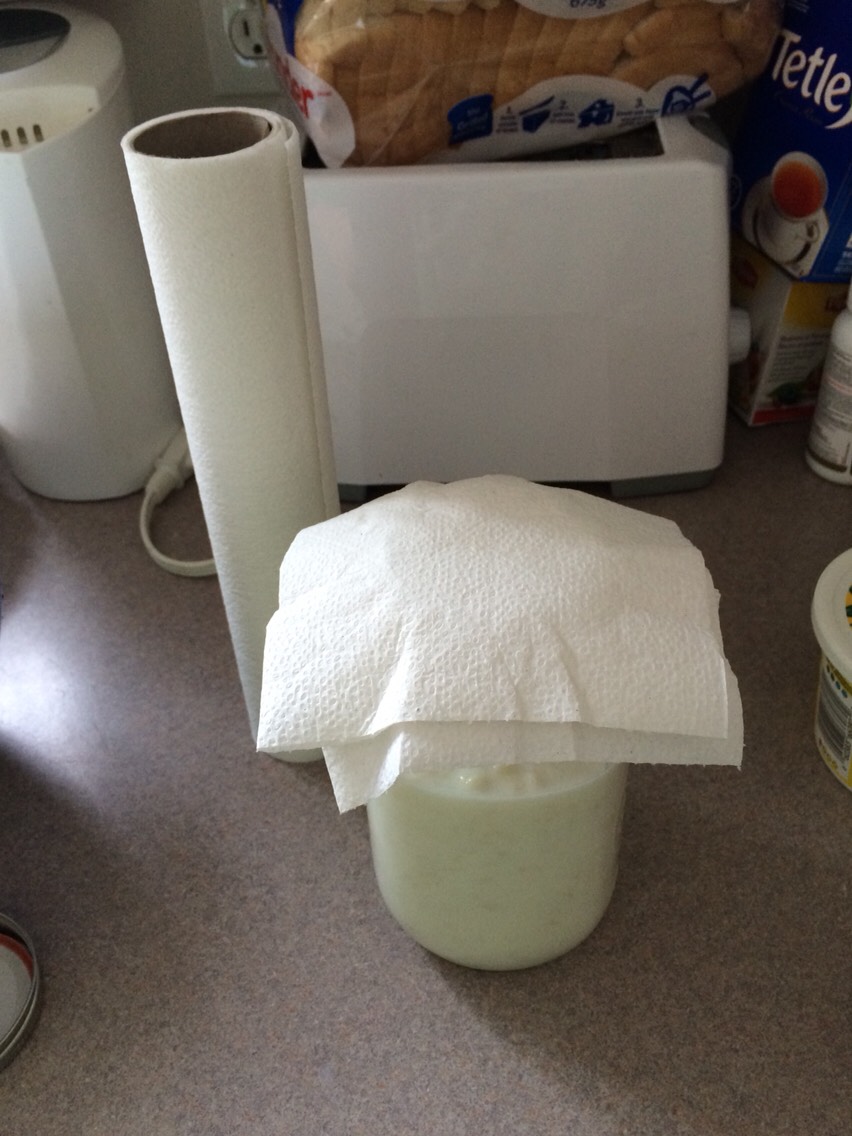 Step 3: Next you need to place a paper towel overtop of your containers mouth. (I folded the paper towel a couple times) Then you will need to seal the container. Most people use an elastic band but I just use the lid from the mason jar.