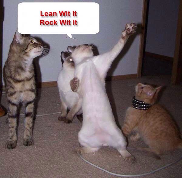 Funny Cat Pics.