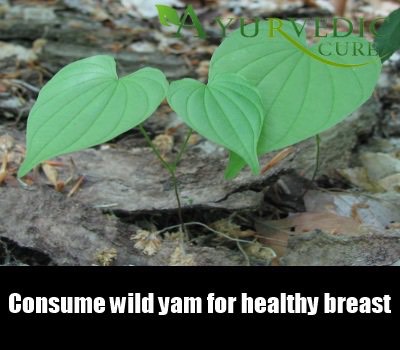 Herbs For Breast Enlargement