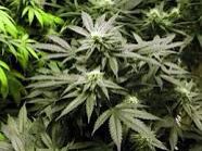 Marijuana freezes cancer cells and prevents them from spreading.