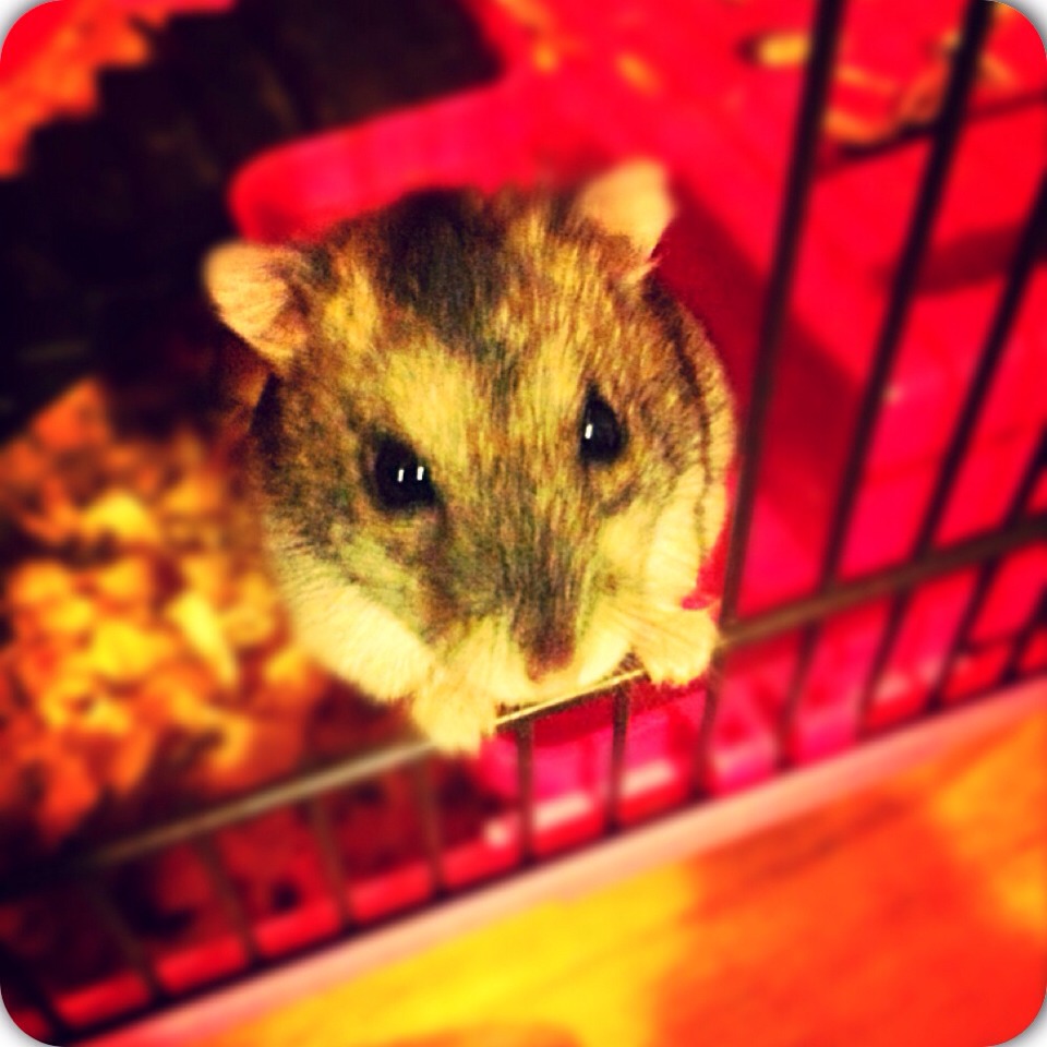 How To Care For Your Hamster!🐹🐹