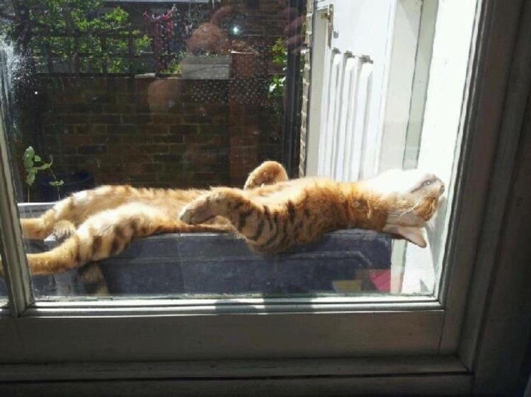 Funny Cat Pictures Part 2