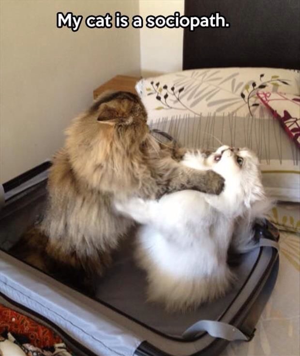 Funny Cat Pictures Part 2