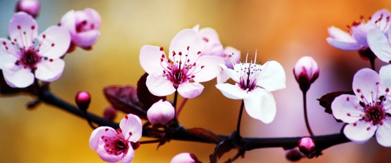 Flowers!