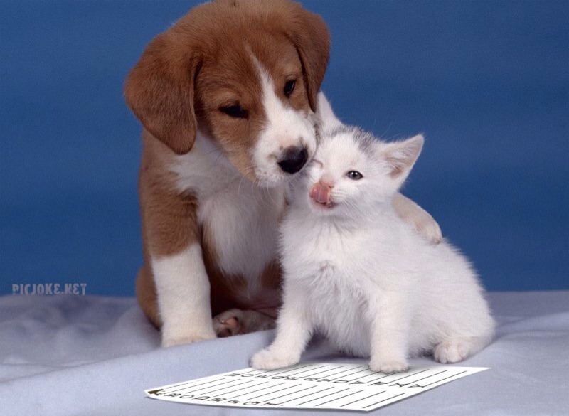 It looks like these two cuties want to play!! I think cute fuzzy animals is something I'm thankful for this year! Would that go under C, F, or A?