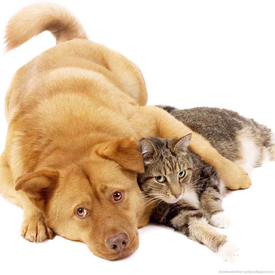 Dry Shampoo Your Pets Hair!
